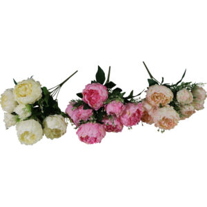 Peony bush 50cmH