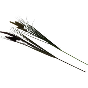 Dogtail grass spray 72cmL