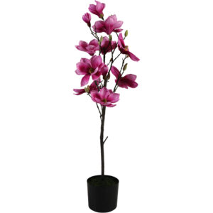 Magnolia tree in plastic pot 105cmH