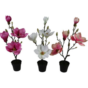 Magnolia tree in plastic pot 52cmH