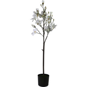 Magnolia tree in plastic pot 140cmH