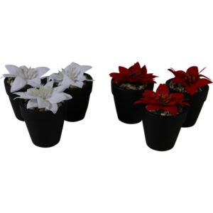 Poinsettia in ceramic pot 8.5cmH S/3