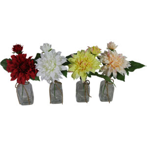 Dahlia in glass vase 30cmH