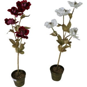 X-mas rose in plastic pot 58cmH