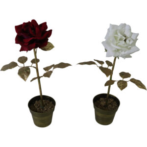 X-mas rose in plastic pot 40cmH