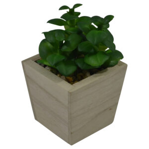 Plant in mdf pot