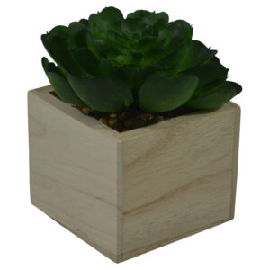Plant in mdf pot
