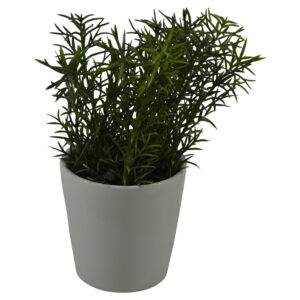 Plant in ceramic pot