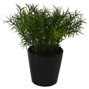 Plant in ceramic pot