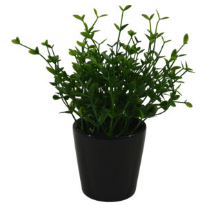 Plant in ceramic pot