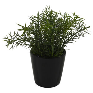 Plant in ceramic pot