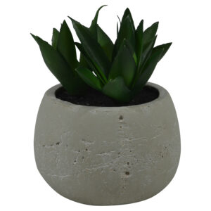 Plant in terracotta pot