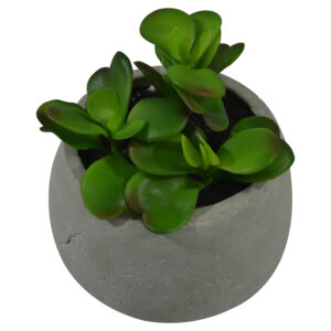 Plant in terracotta pot