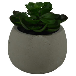 Plant in terracotta pot