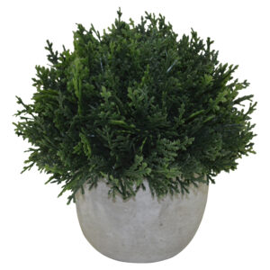 Plant in cement pot