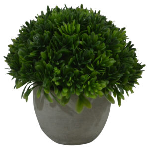 Plant in cement pot