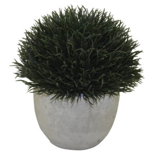 Plant in cement pot