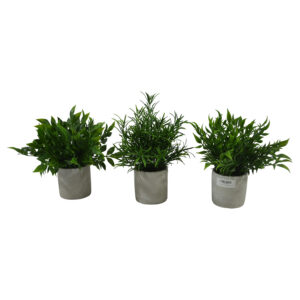 Plant in cement pot
