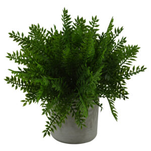 Plant in cement pot