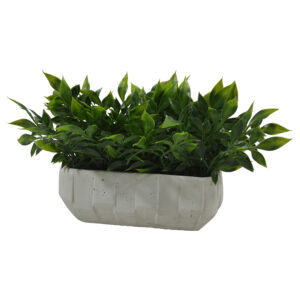 Plant in cement pot