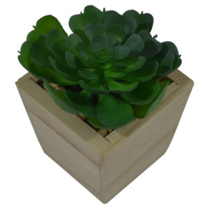 Plant in mdf pot