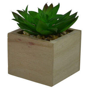 Plant in mdf pot