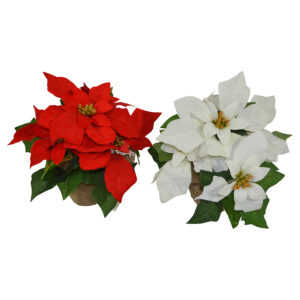 Poinsettia in burlap wrapped vase L 26cmH