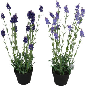 Lavender in plastic pot