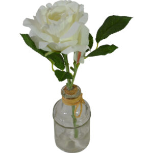 Rose in glass vase