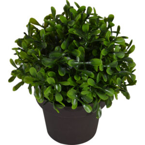 Boxwood ball in in plastic pot S 14cmH