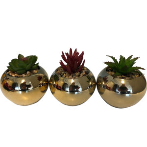 Succulent in ceramic pot - dia9x8-11cm