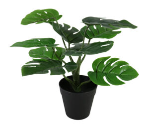 Monstera in plastic pot