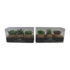 Succulent in kraft paper pot s/3