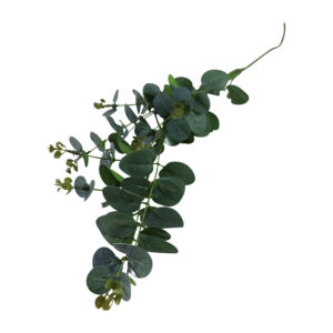 Eucalyptus spray