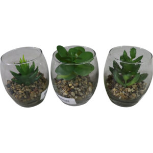 Succulent in glass pot