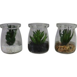 Succulent in glass pot