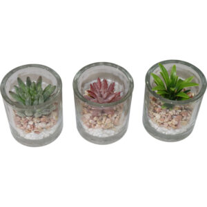 Succulent in glass pot