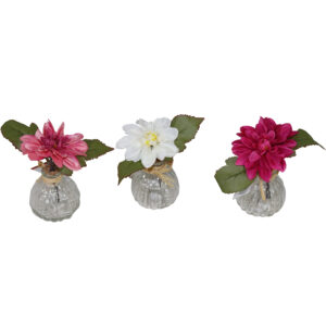 Dahlia in glass vase
