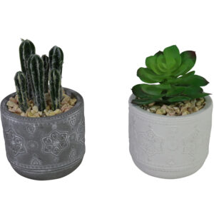 succulent/cactus in cement pot