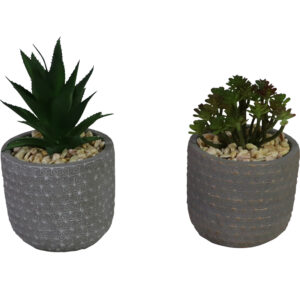 succulent in cement pot
