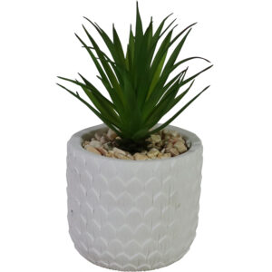 succulent in cement pot