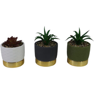 succulent in ceramic pot L 15-20cmH