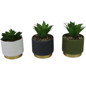 succulent in ceramic pot S 13-16cmH