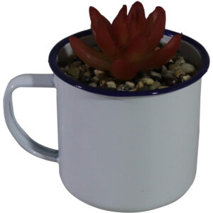 succulent in ceramic pot M