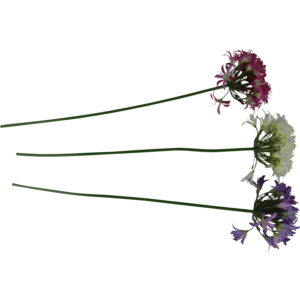 Agapanthus single