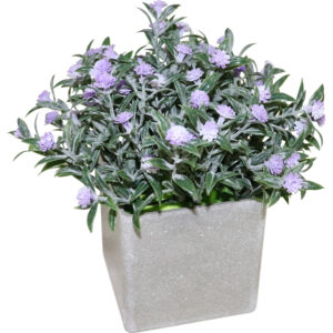 A19072113.JPG Flower in plastic pot