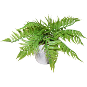 Fern in cement pot