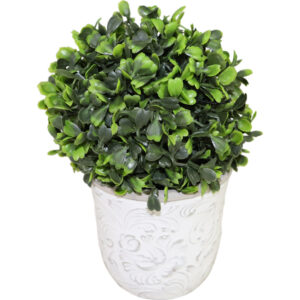 Boxwood in cement pot