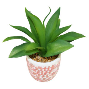 Plant in cement pot