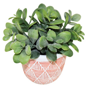 Plant in cement pot